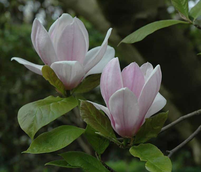Magnolia soulangeana ‘Verbanica’ [1]