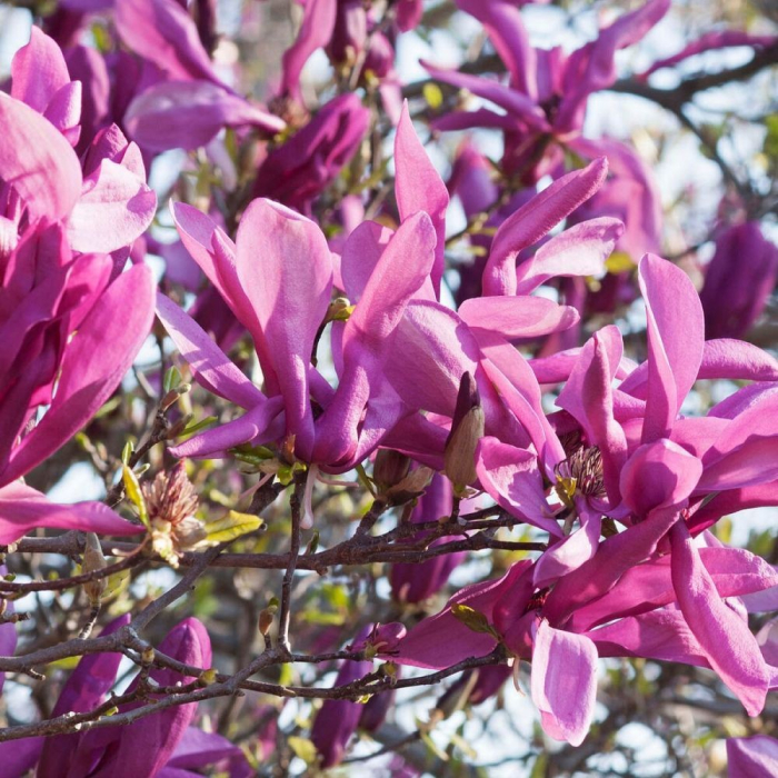 Magnolia Susan [1]