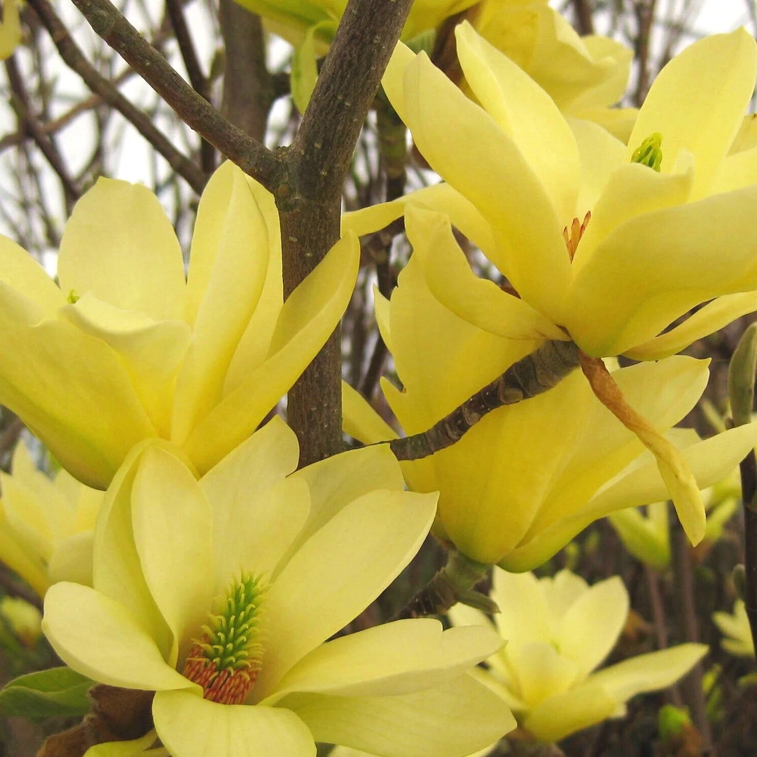 Magnolia “Yellow Lantern” - Magnolia ‘Felinar Galben’ [3]