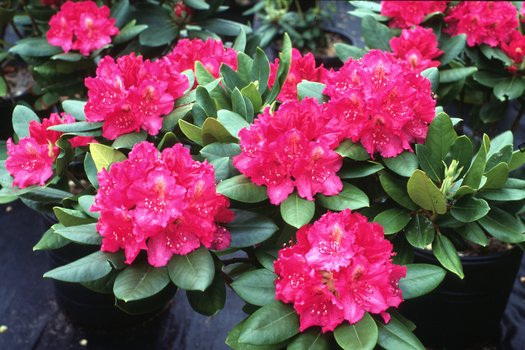 Rhododendron hybr. ‘Pearce’s American Beauty’ - Rhododendron cu flori roz-purpurii [1]