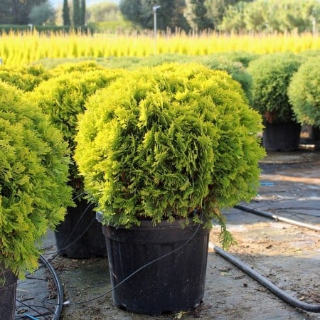 Thuja occidentalis ‘Mirjam’ - Tuia occidentală ‘Mirjam’ 20 - 30 cm [1]
