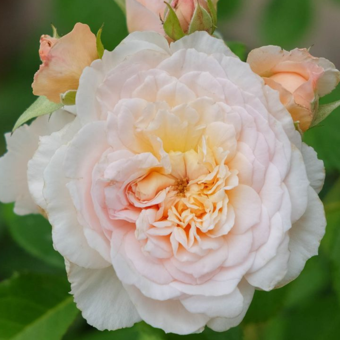 Trandafir Copac Emily Brontë [2]