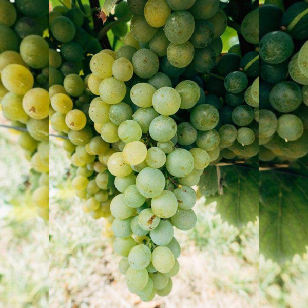 Viță de Vie Ananas Alb - de Vin - Anul 2 [2]