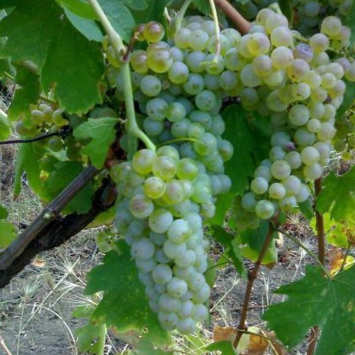 Viță de Vie Fetească Albă - de Vin - Anul 2 [3]