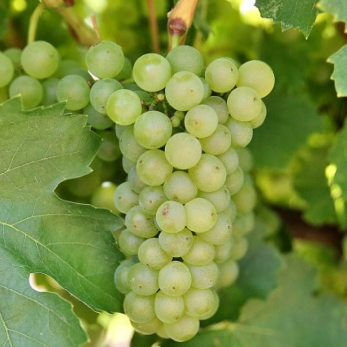Viță de Vie Fetească Albă - de Vin - Anul 2 [2]