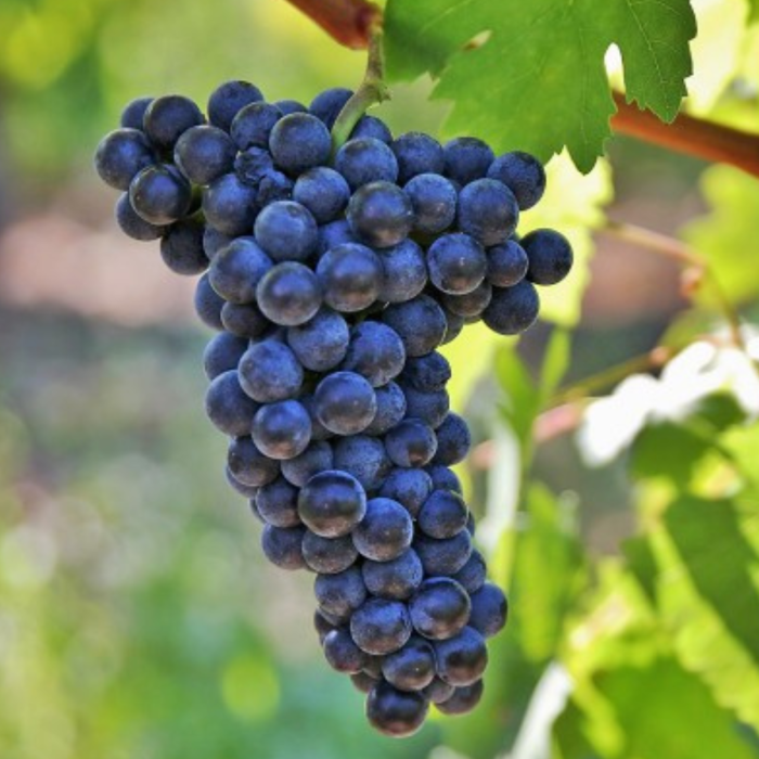 Viță de Vie Fetească Neagră - de Vin - Anul 2 [2]
