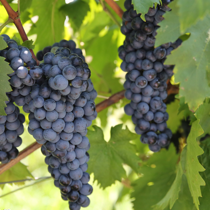 Viță de Vie Fetească Neagră - de Vin - Anul 2 [3]