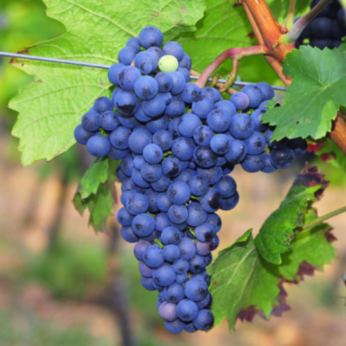 Viță de Vie Merlot - de Vin - Anul 2 [2]