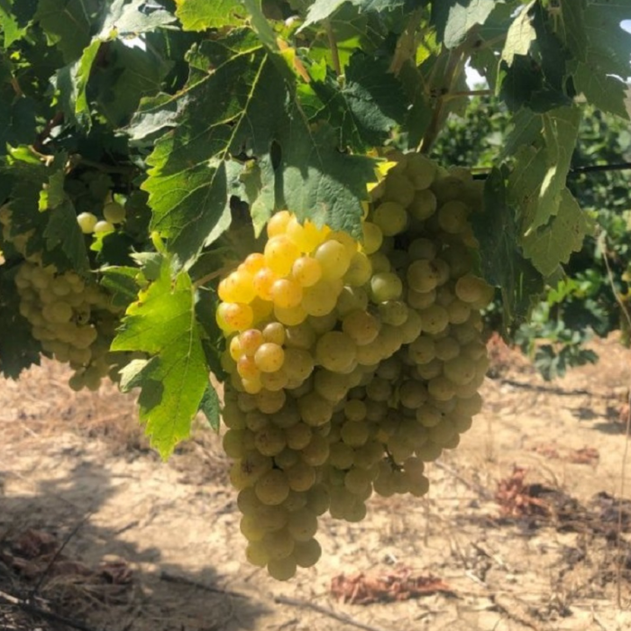 Viță de Vie Tămâioasă Românească - de Vin - Anul 2 [3]