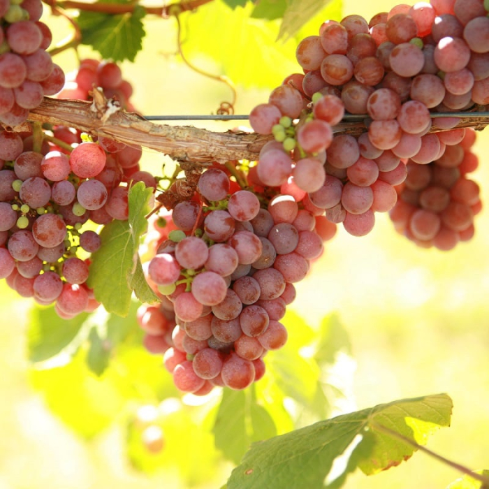 Viță de Vie Traminer Roz - de Vin - Anul 2 [2]