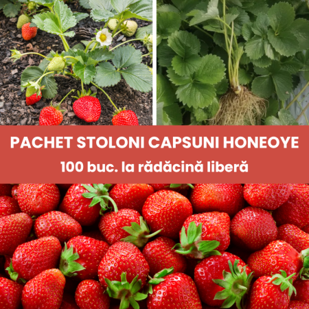 Capsuni - 100buc. Pachet Stoloni Capsuni Honeoye