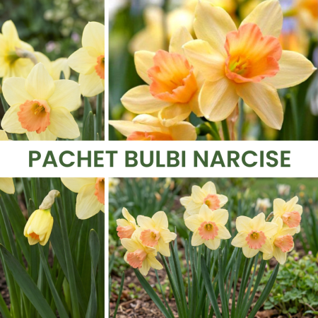 Bulbi de Narcise - 10buc. Pachet Bulbi Narcise