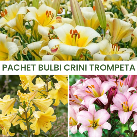 Bulbi de Crini - 15 buc. Pachet Bulbi Crini Trompeta