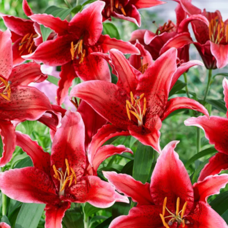 20buc. Pachet Bulbi Crini Orientali [4]