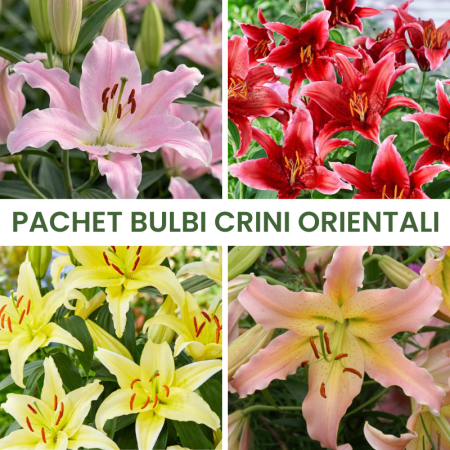 Bulbi de Crini - 20buc. Pachet Bulbi Crini Orientali