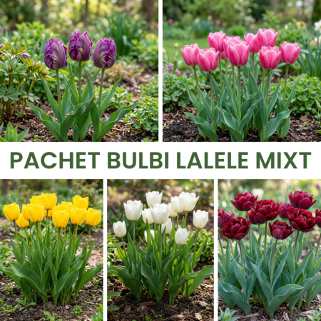 Bulbi - 20buc. Pachet Bulbi Lalele Mixt