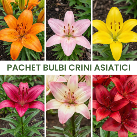Bulbi de Crini - 36 buc. Pachet Bulbi Crini Asiatici