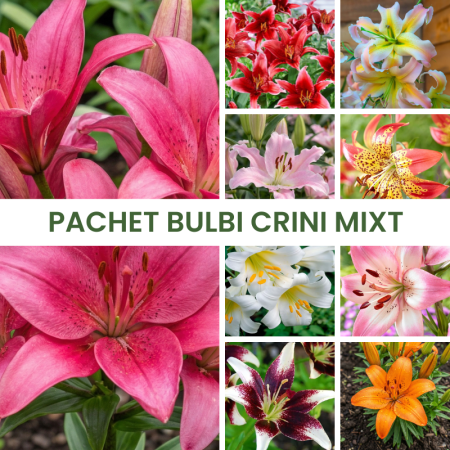 Bulbi de Crini - 45buc. Pachet Bulbi Crini Mixt