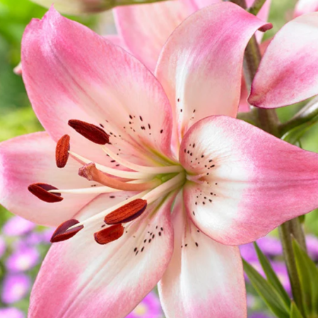 Bulbi Crini Asiatici Bicolori - Rosella's Dream (18/20) [1]