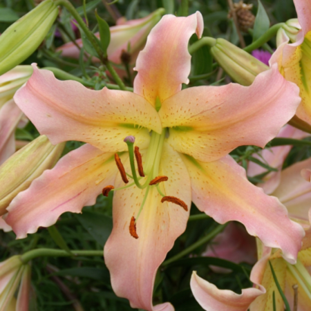 Bulbi de Crini - Bulbi Crini Orientali - Elusive (22/24)