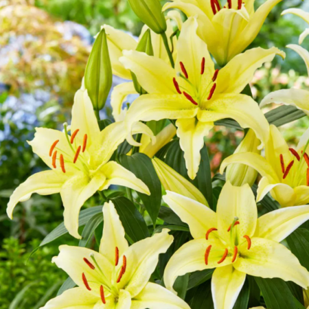 Bulbi Crini Orientali Galbeni - Gold Party (22/24) [2]