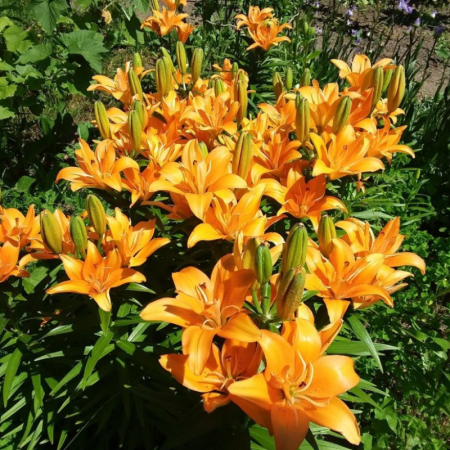 Bulbi Crini Portocalii - Orange Ton (18/20) [2]