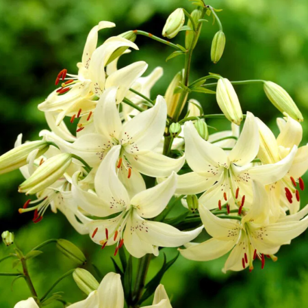 Bulbi de Crini - Bulbi Crini Tigru/Asiatici - Sweet Surrender (20/22)