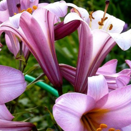 Bulbi Crini Trompetă Roz - Pink Planet (24/+) [1]