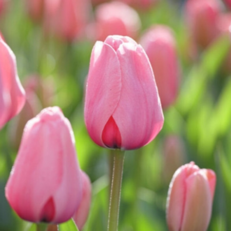 Bulbi Lalele Roz [3]