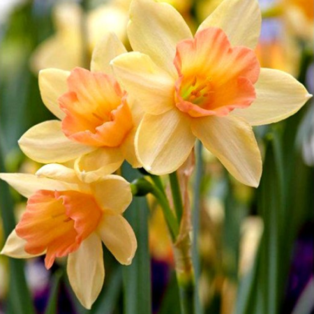 Bulbi Narcise - Narcissus Blush Lady [3]