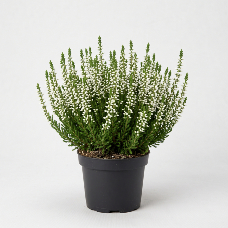 Plante ornamentale - Calluna Vulgaris Albă (Iarbă Neagră) 15-20 cm - la Ghiveci