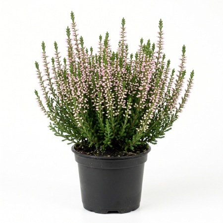 Calluna Vulgaris Roz Deschis (Iarbă Neagră) 15-20 cm - la Ghiveci [0]