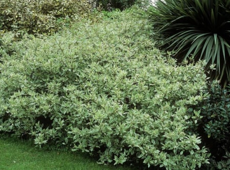 Cornus alba ‘Elegantissima’ - Corn roșu ‘Elegantissima’ [1]