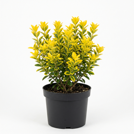 Plante ornamentale - Euonymus japonicus Luna (Salbă Japoneză) 20-30 cm - la Ghiveci