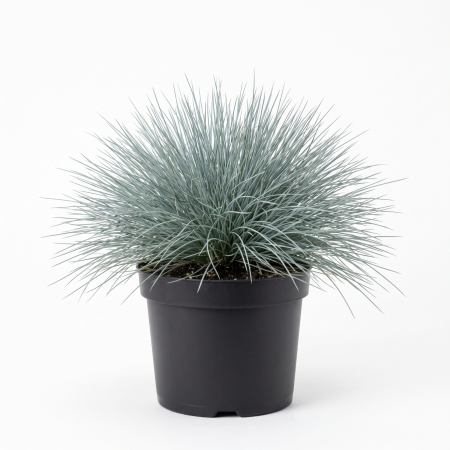 Plante ornamentale - Festuca glauca (Păiuș Albastru-Argintiu) 20-30 cm - la Ghiveci