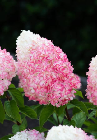 Hydrangea paniculata ‘Living Pink & Rose’ - Hortensia paniculată ‘Living Pink & Rose’ [1]