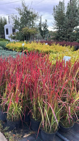 Imperata cylindrica 'Red Baron' – Iarbă japoneză roșie [1]