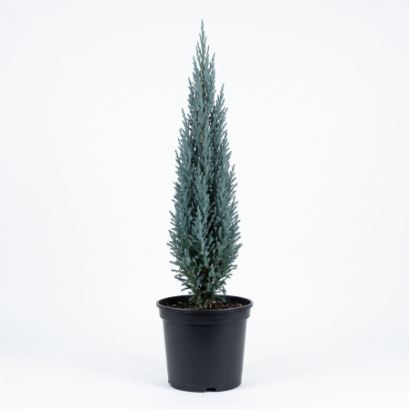 Ienupar - Juniperus scopulorum 'Blue Arrow' - Ienupăr de stâncă 'Blue Arrow' 140 - 160 cm