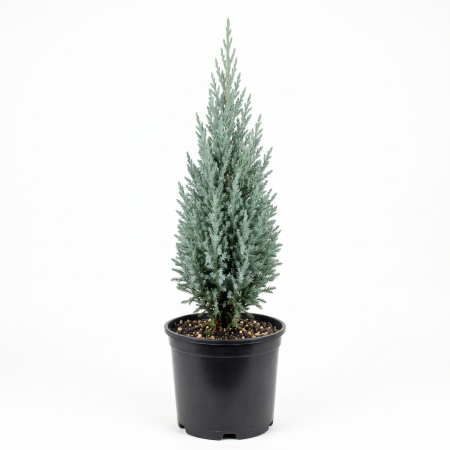 Ienupar - Juniperus scopulorum 'Moonglow' - Ienupăr de stâncă 'Moonglow' 60 - 80 cm