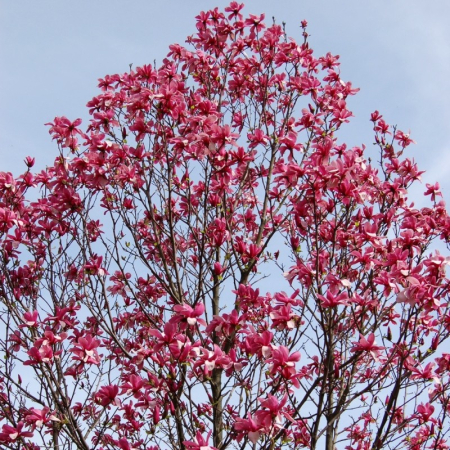 Magnolii - Magnolia Galaxy