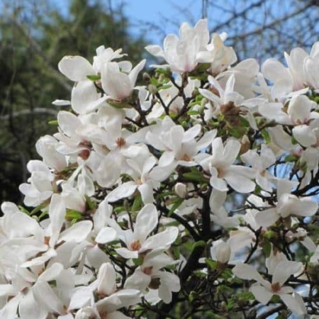Magnolii - Magnolia kobus Magnolia japoneză