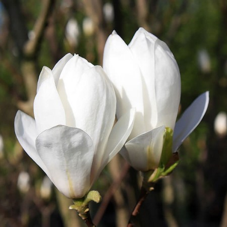 Magnolia soulangeana Magnolia intermediară Alba Superba [1]