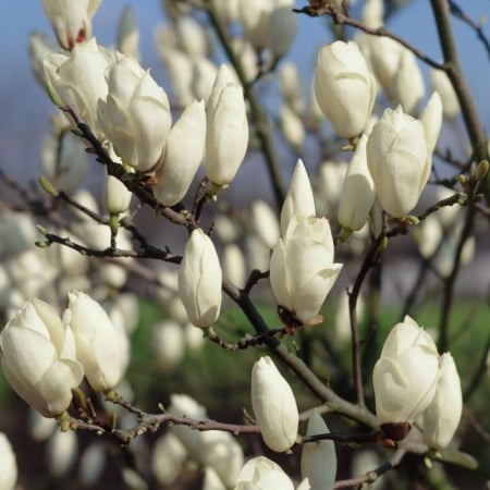 Magnolii - Magnolia soulangeana Magnolia intermediară Alba Superba