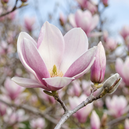 Magnolia Soulangeana (Magnolie Clasică Roz-Albă) 170-180 cm - la Ghiveci [0]