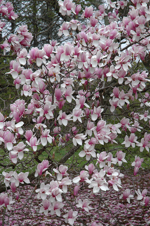 Magnolia soulangeana ‘Verbanica’ [1]