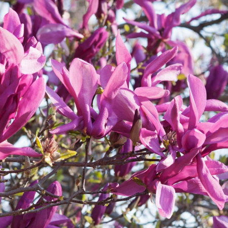 Magnolii - Magnolia Susan