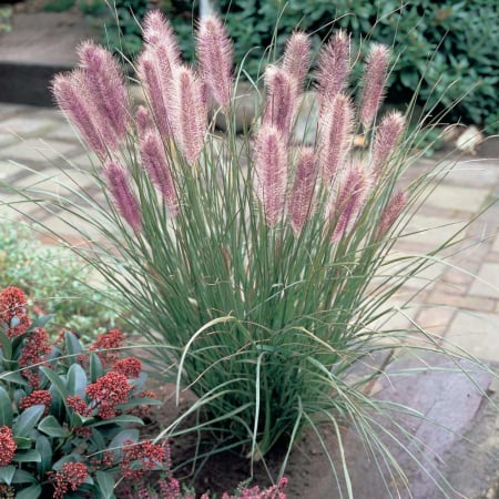 Pennisetum alopecuroides ‘Red Head’ - Iarbă ornamentală ‘Red Head’ [1]