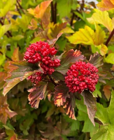 Plante ornamentale - Physocarpus opulifolius ‘Magic Ball’- Fisocarpus ‘Magic Ball’