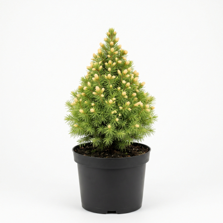 Picea - Picea glauca 'Rainbow's End' - Molid alb 'Rainbow's End' 20 - 30 cm