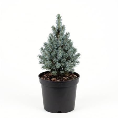 Picea - Picea glauca 'Sander's Blue' - Molid alb 'Sander's Blue' 20 - 25 cm